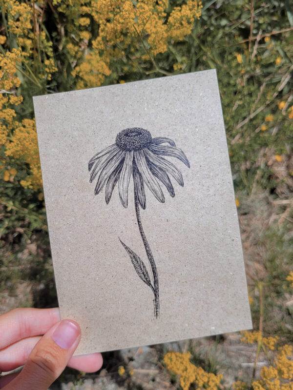 Karte Blume Sonnenhut